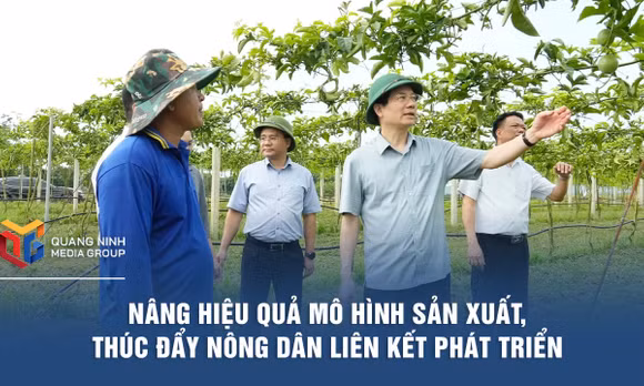 Nâng hiệu quả mô hình sản xuất, thúc đẩy nông dân liên kết phát triển