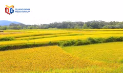Lúa Mùa dự kiến đạt năng suất cao