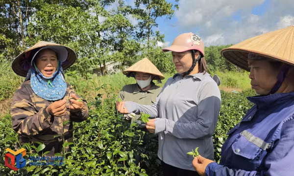 Người dân thôn 2 phấn khởi với nguồn thu nhập cao do cây chè mang lại.