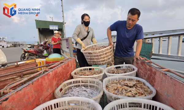 Nông nghiệp xanh ở đảo xanh Cô Tô