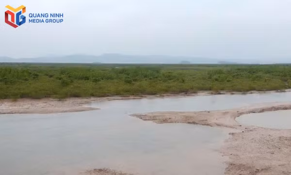 Rừng ngập mặn Đồng Rui - “phòng thí nghiệm sống” về vùng đất ngập nước thế hệ mới