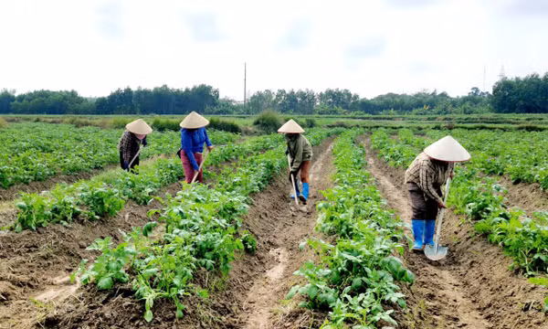 Khai thác dư địa mới từ vụ đông
