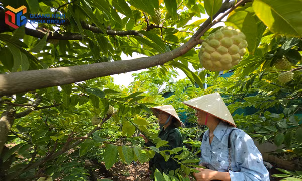 Hướng đi của những vùng cây ăn quả năng suất cao, giá trị lớn