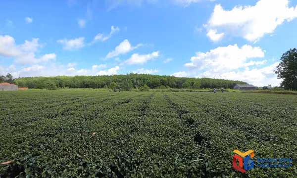 Bài toán canh tác vùng chè ở Quảng Đức