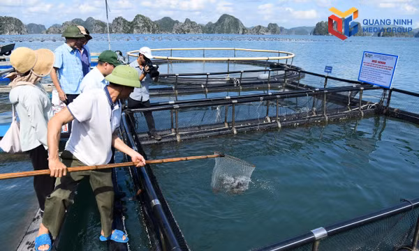 Nuôi cá mú trân châu trên biển