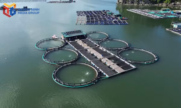 Hướng mở phát triển kinh tế thuỷ sản của Cẩm Phả