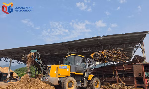 Bài toán gỗ nguyên liệu - Nhìn từ loạt xưởng chế biến lâm sản ngừng hoạt động