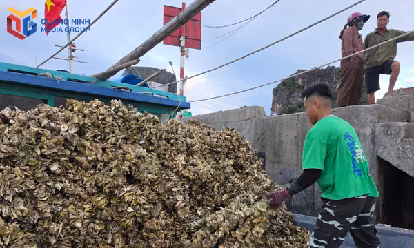 Người dân Vân Đồn chuẩn bị giống hầu để thả nuôi trên vùng biển.