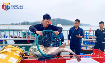 Mùa "tích hàng" trên đảo Cô Tô