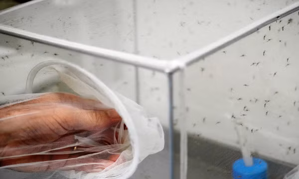 Khi châu Âu ấm lên, Italy chứng kiến virus Tây sông Nile lây lan xa hơn và kéo dài hơn