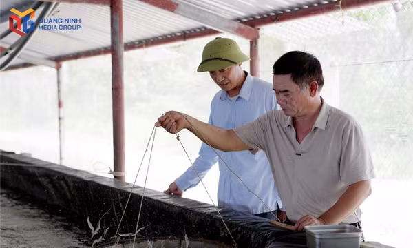Từ lời Bác dạy đến hành động: Cựu chiến binh xã Hải Ninh đổi mới tư duy, vươn lên làm giàu