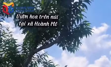 Sắc hoa giữa núi rừng Hoành Mô