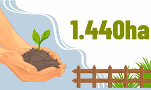 1.440ha - là diện tích trồng quế trên toàn tỉnh đã chuyển sang canh tác hữu cơ