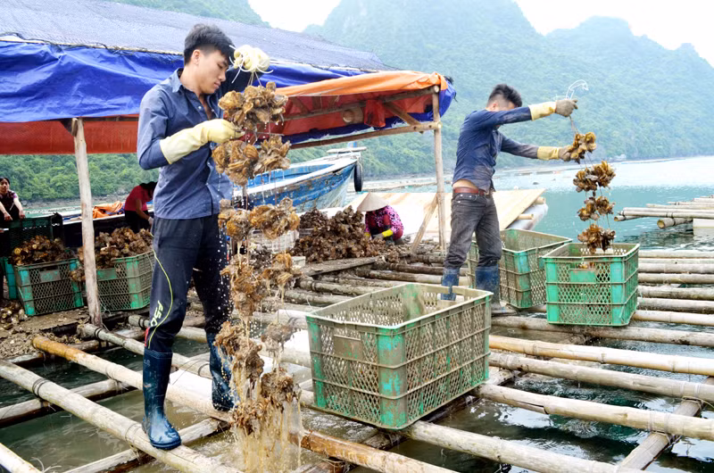 Năm 2017, Quảng Ninh tập trung xây dựng NTM theo hướng chuyển từ lượng sang chất gắn với tái cơ cấu ngành nông nghiệp. Trong ảnh: Thu hoạch hàu tại xã Thắng Lợi, huyện Vân Đồn.