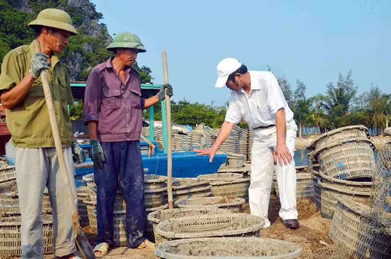 Ông Đỗ Hữu Tờ hướng dẫn công nhân quy trình thả giống tu hài.