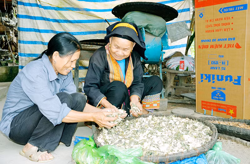 Bà Triệu Thị Hai (thôn Tân Ốc 2, xã Đồng Sơn, huyện Hoành Bồ) dạy con dâu về các bài thuốc nam truyền thống của người Dao.