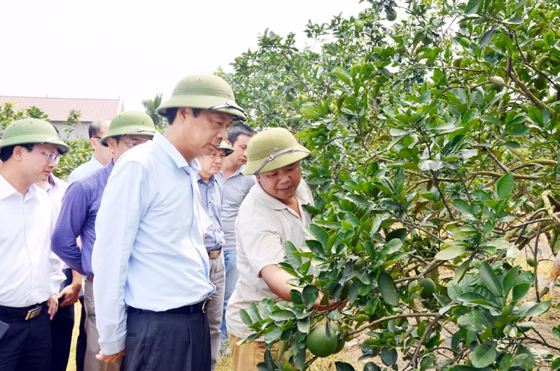Bí thư Tỉnh uỷ Nguyễn Văn Đọc thăm mô hình vườn mẫu trồng cam, bưởi của hộ ông Nguyễn Văn Hạnh (thôn Đồng Ý, xã Việt Dân, TX Đông Triều). Ảnh: Phương Thuý