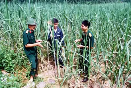 Mía đường là mô hình mới của thôn, bà con được các chiến sĩ Lâm trường 103 giúp công lao động lại hướng dẫn kỹ thuật trồng.