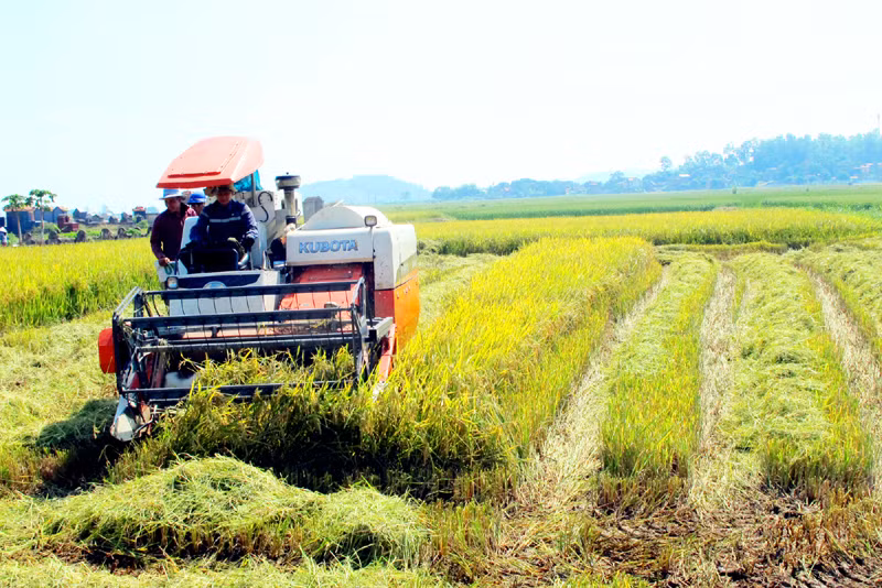 Thu hoạch lúa mùa bằng máy gặt liên hợp tại xã chuẩn nông thôn mới Hồng Phong (TX Đông Triều). Ảnh: PHAN HẰNG