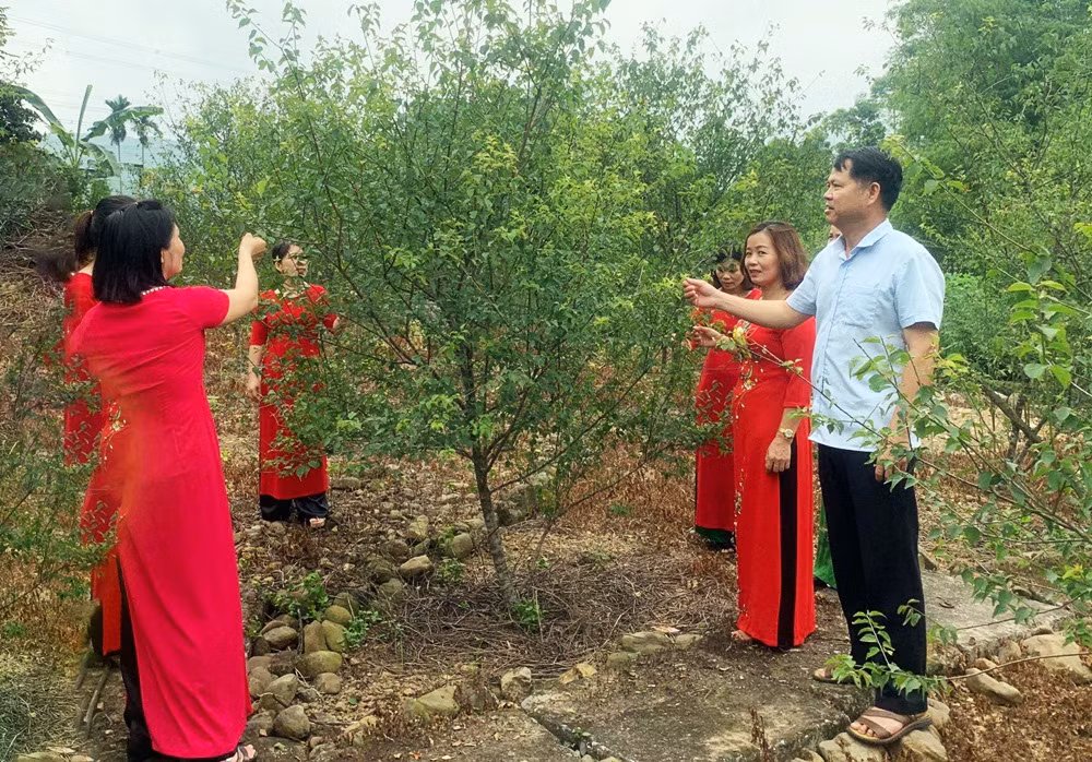 Anh Vũ Anh Tuấn, giới thiệu cho các khách du lịch về vườn cây trồng mơ lông của gia điình.