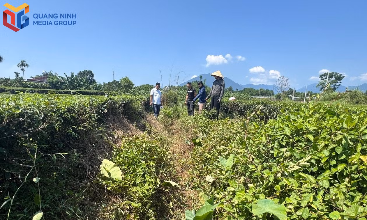 Kiên cố hóa các tuyến kênh khu Quảng Long 6, thôn Long Bình