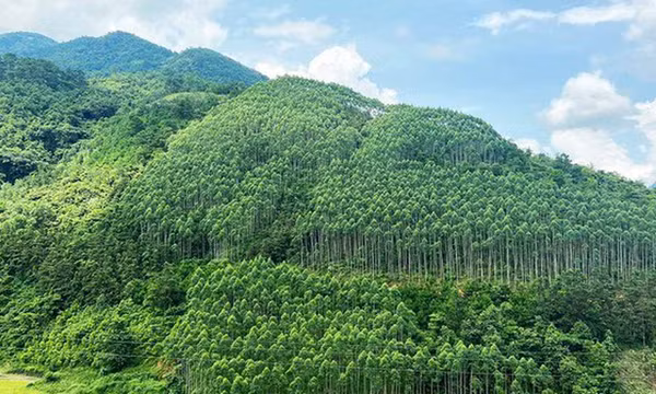 Xây dựng ngành lâm nghiệp đa giá trị, phát triển bền vững