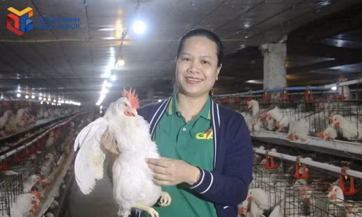 Chị Phạm Thị Nguyệt Dung, chủ trang trại trứng gà Tân An, phường Hà An chủ động áp dụng công nghệ số vào quản lý, vận hành trang trại nuôi gà. Ảnh: Nguyễn Dung.