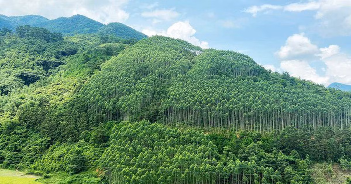 Xây dựng ngành lâm nghiệp đa giá trị, phát triển bền vững