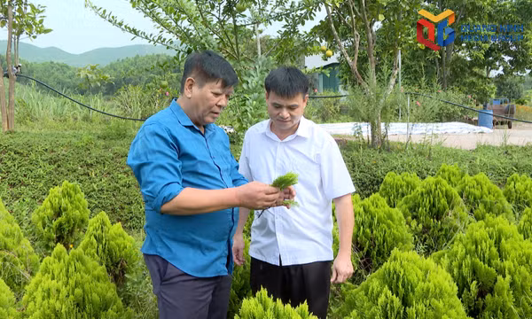 Doanh nhân Phạm Việt Trung, Giám đốc Công ty TNHH Nuôi trồng, Sản xuất và Chế biến Dược liệu Đông Bắc đã đi thực thành công cây Trắc Bách về trồng thành công tại vùng đất Hải Hòa.