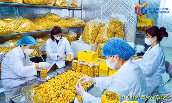 Tạo giá trị gia tăng từ rừng bằng khoa học, công nghệ