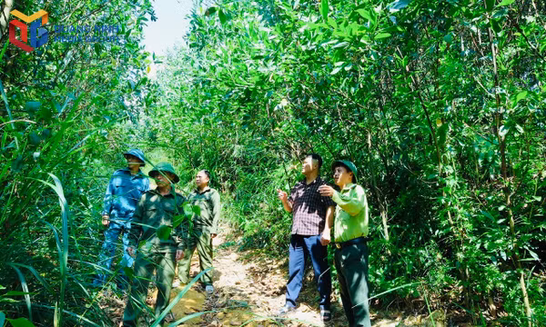 Chủ động phòng, chống cháy rừng mùa hanh khô