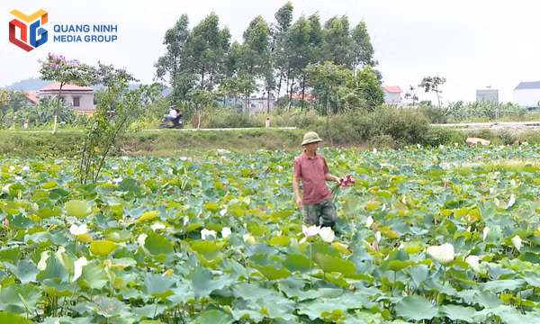 Ông Nguyễn Văn Họa, Khu Bình Lục Hạ (phường Đông Triều) chuyển đổi cây lúa kém hiệu quả sang trồng hoa sen cho kinh tế cao.