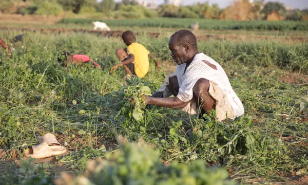 Xung đột, hạn hán và thiếu kinh phí viện trợ làm gia tăng nguy cơ nạn đói tại Sudan