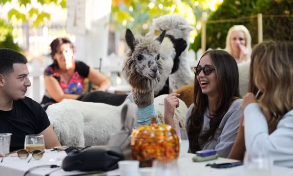 Thưởng thức cà phê cùng lạc đà alpaca tại Serbia