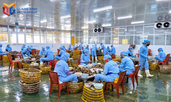 Đầm Hà bứt phá từ kinh tế biển