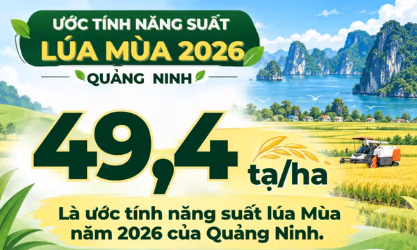 49,4 tạ/ha - là năng suất ước tính của lúa mùa năm 2026 tại Quảng Ninh