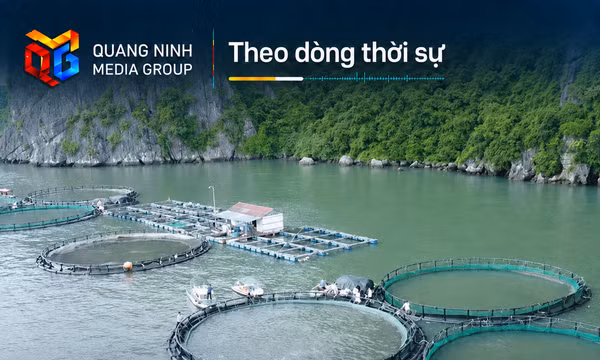 Theo dòng thời sự 21/8/2026: Làng HTX và bài toán tổ chức lại nghề nuôi biển