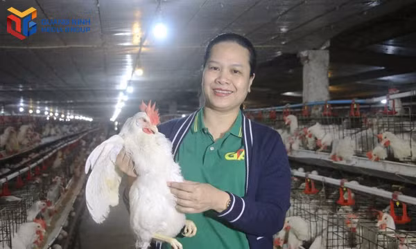 Chị Phạm Thị Nguyệt Dung, chủ trang trại trứng gà Tân An, phường Hà An chủ động áp dụng công nghệ số vào quản lý, vận hành trang trại nuôi gà. Ảnh: Nguyễn Dung.