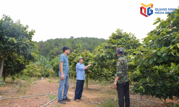 Ông Phạm Khắc Huyến (đứng giữa), làng Tây Sơn, phường Bình Khê đang chăm sóc vườn mai cảnh của gia đình.
