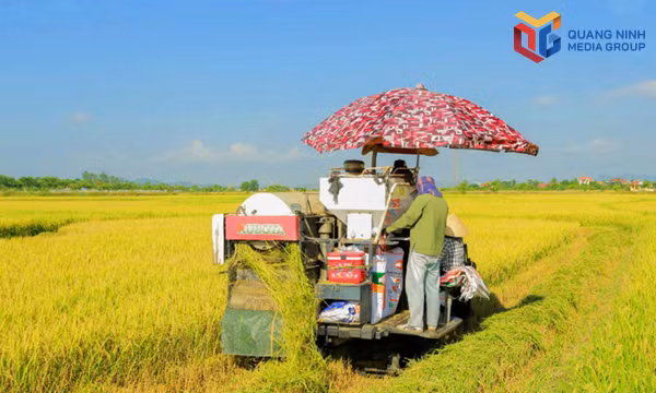 Đồng bộ các giải pháp bảo đảm an ninh lương thực