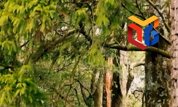 Đường Xích Tùng cổ - lối thiêng nơi đất phật Yên Tử