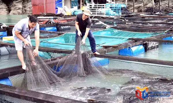Phát huy hiệu quả kinh tế tập thể, hợp tác xã ở Vân Đồn